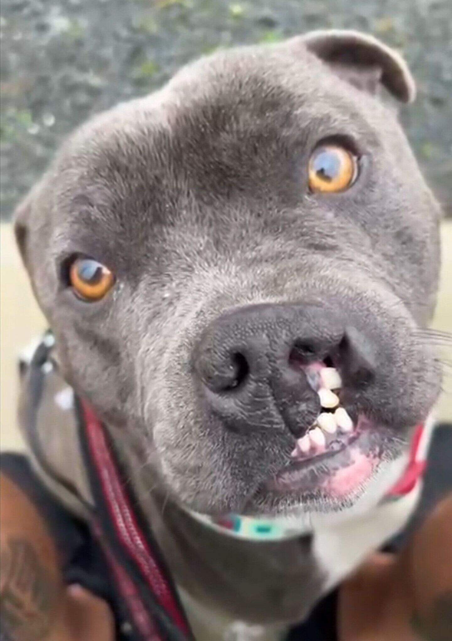 Clare dog with cleft lip seeks forever home after New Year’s Day ...
